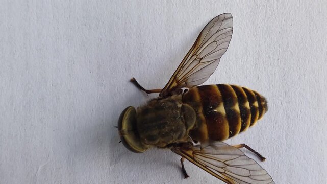 Top-down view of large striped insect resembling horsefly or bee, featuring prominent eyes, transparent wings, and segmented yellow and brown abdomen, resting on clean white surface