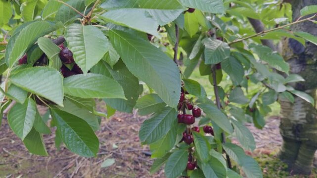 Ripe cherries hang from a leafy branch in a productive orchard, highlighting the beauty of fruit farming in Central Otago, New Zealand.