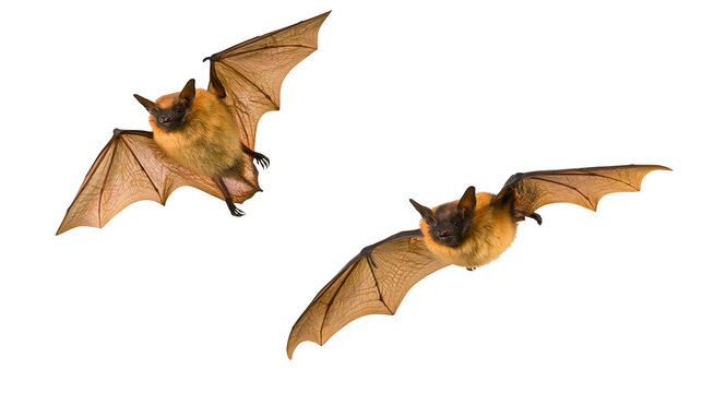 Two brown bats with spread wings flying
