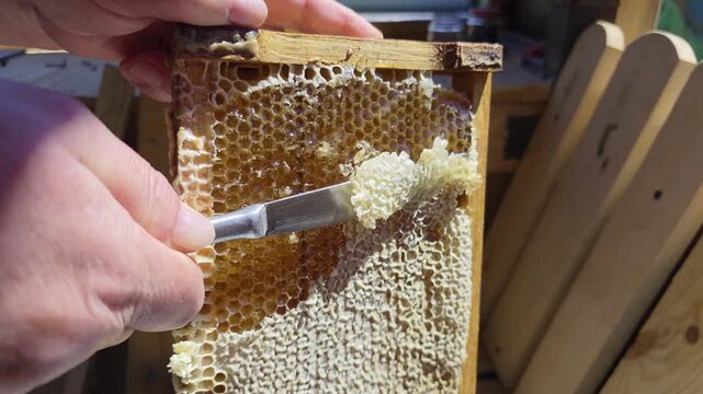 Close up view of hands uncapping a honeycomb frame, revealing golden honey drops, illustrating traditional beekeeping practice and fresh harvest preparation under natural light