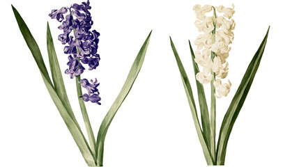 Fototapeta premium Purple and white hyacinth flowers with green leaves