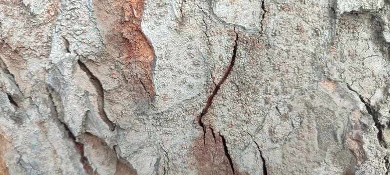 Rough Tree Bark Texture as a Natural Background. Close-up photograph of rough tree bark featuring natural cracks, organic patterns, and grayish-brown tones. 