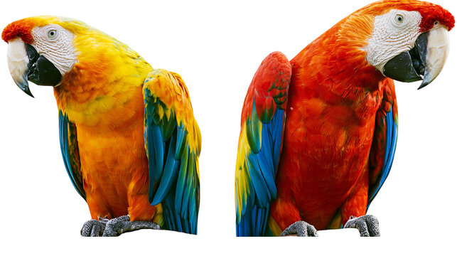 Two colorful macaws one yellow and orange, the other red and blue