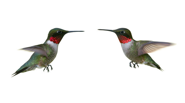 Two Ruby-throated hummingbirds with iridescent green feathers and red gorgets