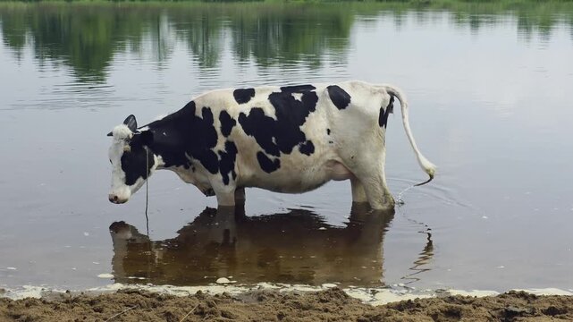 Black and white Holstein cow standing in shallow water of calm lake on sunny day, side view of animal cooling off with reflections of trees on surface.