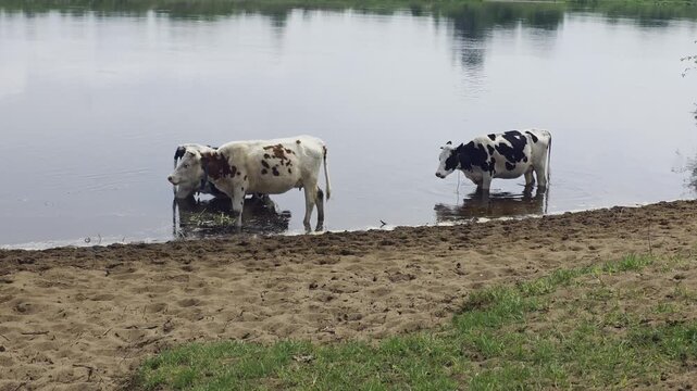 Domestic cattle cooling off in a calm river water near sandy bank on a bright day. Livestock standing partially submerged in shallow water near river edge.