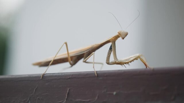 A praying mantis stands on a dark brown railing, subtly moving its head and antennae. Its unique form and curious demeanor create an intriguing close-up of insect life in nature.