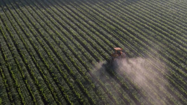 Aerial view of a yellow tractor spraying rows of lush green grapevines in a vineyard in Targon, Nouvelle-Aquitaine, France.