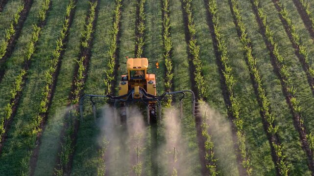 Aerial view of a yellow tractor spraying rows of lush green grapevines in a vineyard in Targon, Nouvelle-Aquitaine, France.