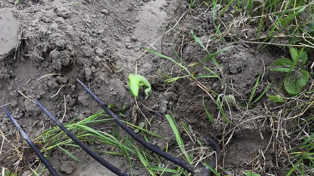 Green lizard camouflaged on disturbed garden soil and green grass, slowly moving past metal tines of garden fork, reptile blending with natural environment