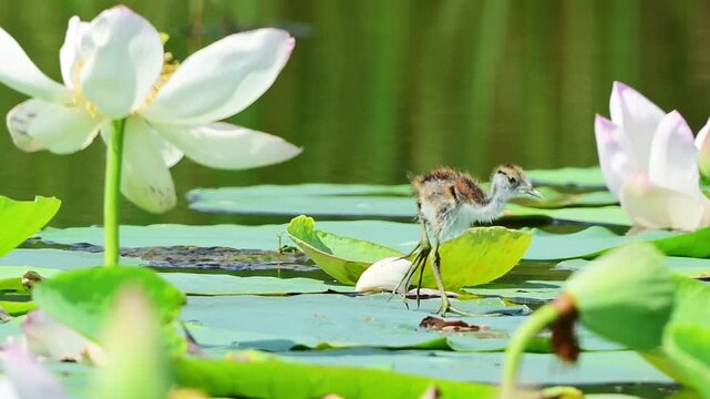 A camouflaged pheasant-tailed jacana chick cautiously moves across floating pond vegetation past fresh lotus buds.