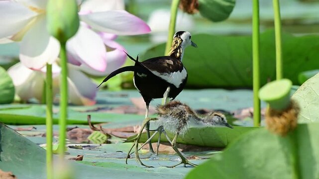 Wild waterbird footage tracking a young pheasant-tailed jacana chick and parent navigating their natural wetland habitat.