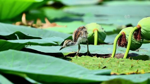 Footage of a vulnerable pheasant-tailed jacana chick freezing and hiding under a green lily pad to escape a flying raptor.