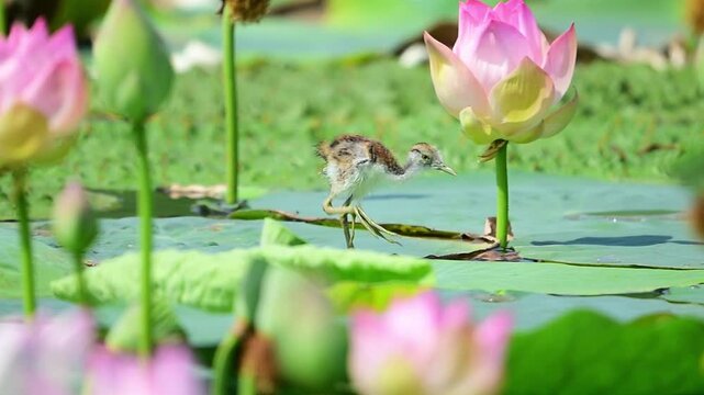A tiny juvenile jacana bird explores a blooming freshwater pond, stepping smoothly over large floating lotus leaves.