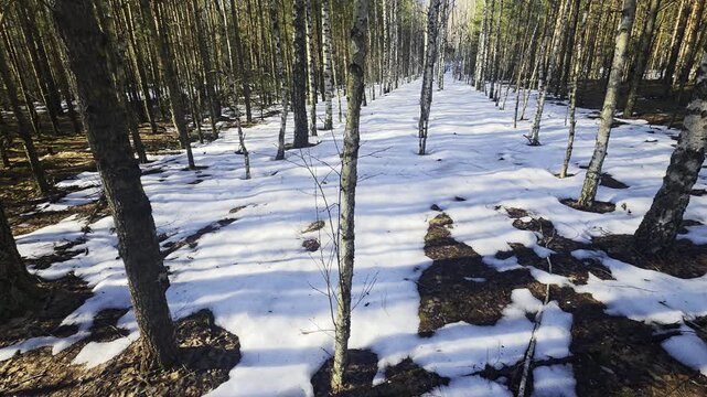 Wide view of forest path covered with patches of melting snow, surrounded by tall birch and pine trees, with long shadows cast across ground on sunny day during late winter or early spring season
