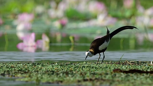 Footage of an adult pheasant-tailed jacana in full breeding plumage walking and foraging across a thick green layer of aquatic weeds.