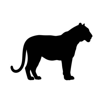 vector illustration of a leopard