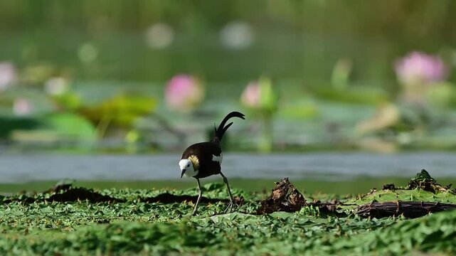 High quality footage of a wild pheasant-tailed jacana hunting on top of dense swamp weeds near a scenic lotus patch.