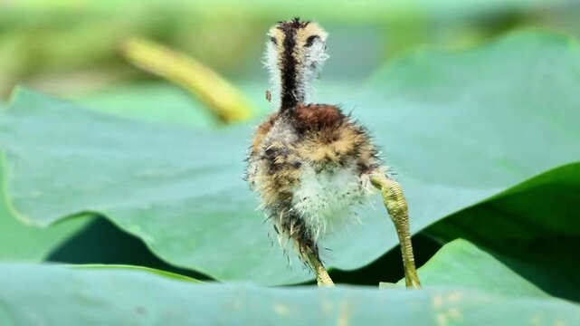 Close-up footage of a cute baby jacana bird balancing on floating aquatic leaves in a vibrant freshwater marsh ecosystem.