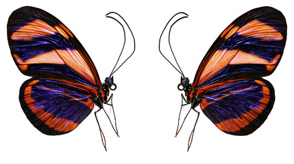 Two colorful butterflies with orange and purple wings © Cressida