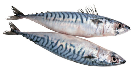 Obraz premium Two fresh mackerel fish with wavy dark blue stripes