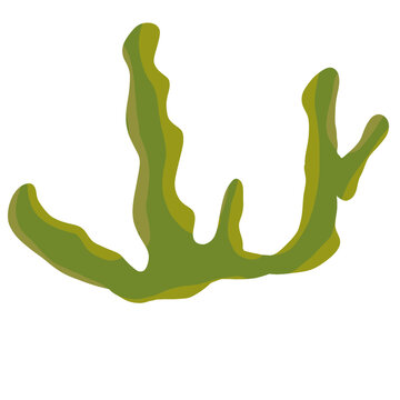 Illustration of Green Seaweed