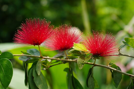 Red Powder Puff Flowers Blooming on Green Stems
