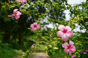 Pink Hibiscus Flowers Blooming on Green Leafy Branches © DEBU