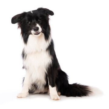 Young border collie dog sitting isolated on white background
