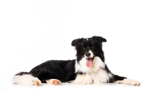Young border collie dog lying isolated on white background