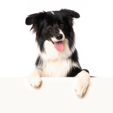 Young border collie dog looking over a wall