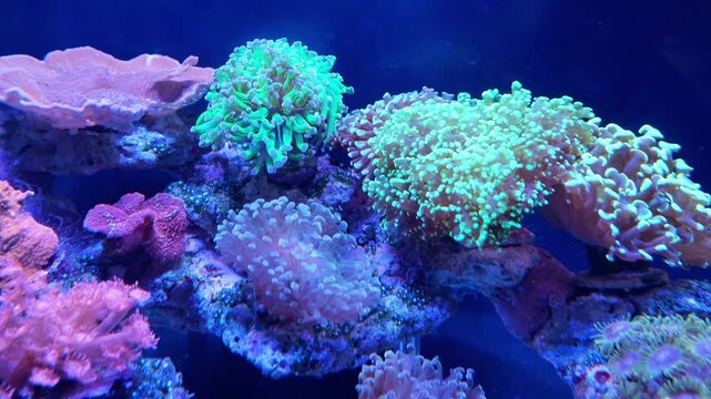 Colorful coral reef aquarium under blue light