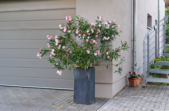 Blooming oleander shrub in a tall planter next to a house wall