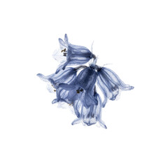 Fototapeta premium Beautiful Delicate Blue Bell Flowers with Translucent Petals