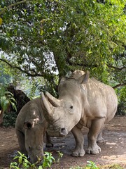 rhino in the grass © Ashraf