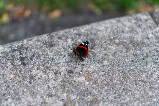 Red admiral butterfly resting on a grey stone surface