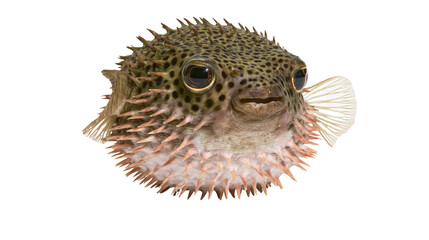 Pufferfish with sharp spines and large eyes © Isadora