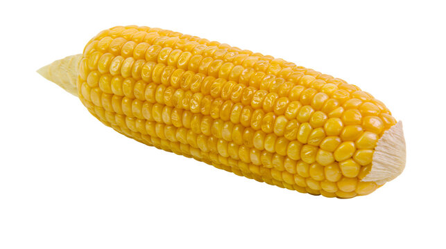 Ripe yellow corn cob with green husk remnants