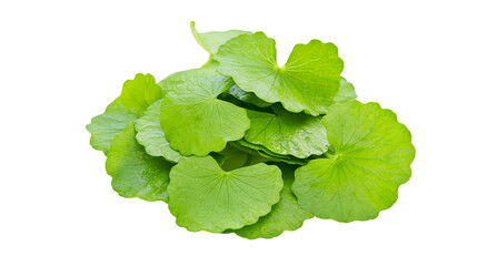 Green Gotu Kola leaves pile Centella Asiatica, fresh herbs © Isadora