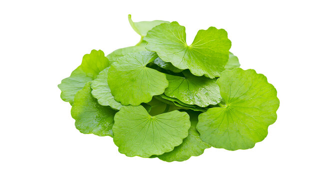 Green Gotu Kola leaves pile Centella Asiatica, fresh herbs