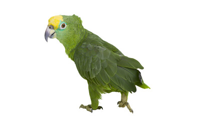 Green parrot with yellow head and blue eye ring © Isadora