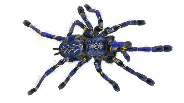 Blue Tarantula Spider with Yellow Stripes