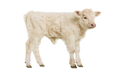 Fototapeta premium Young white Charolais calf standing