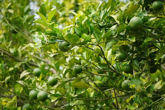 Mosambi tree with ripe sweet lime fruits