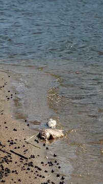 Dead fish in water. Environmental disaster on the Seim and Desna rivers, Chernigov and Kiev regions, Ukraine: death of fish in river due to dumping of chemical waste into reservoir by Russia. War