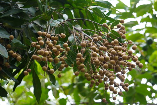 Longan tree growing fresh tropical fruits