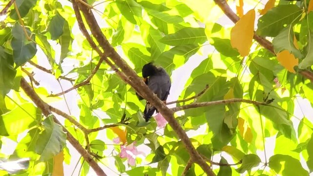 A Javan myna (Acridotheres javanicus) or jalak kebo perched on a green tree branch, actively preening its feathers and playing in its natural habitat.