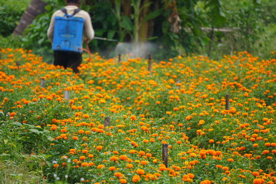 Farmer Spraying Marigold Flower Field with Backpack Sprayer