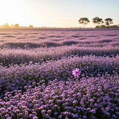 Fototapeta premium Vast Field of Purple Flowers Under a Golden Sunset Sky.