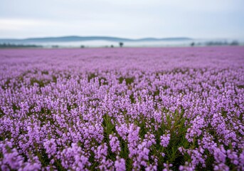 Obraz premium Vast Field of Purple Heather Flowers Under a Cloudy Sky.